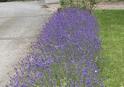 How to grow lavender